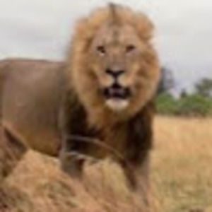 Meet your Posher, Zeplin